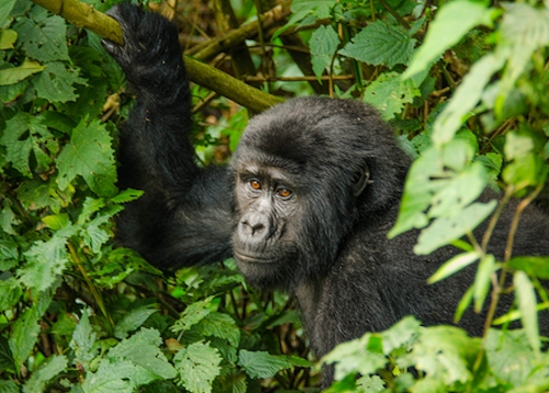 bwindi-gorilla-trek